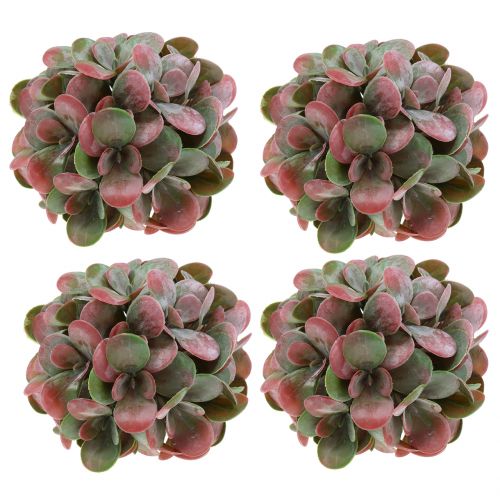 Floristik24 Boules Echeveria vertes, rouges Ø14cm 4pcs