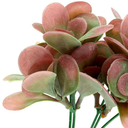 Floristik24 Branche d&#39;Echeveria vert, prune 24cm 6pcs