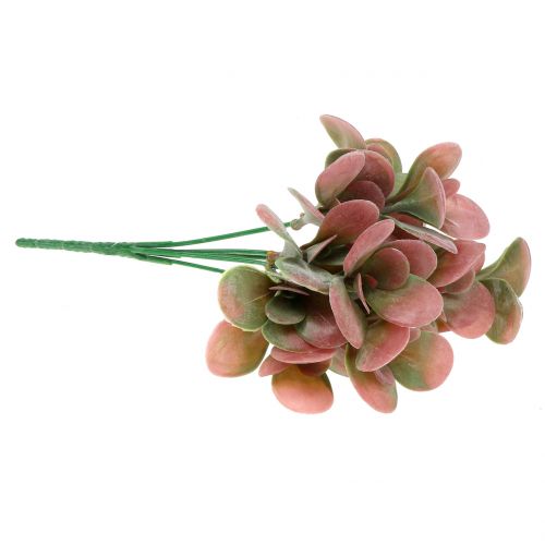 Floristik24 Branche d&#39;Echeveria vert, prune 24cm 6pcs
