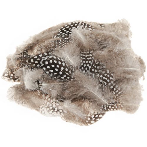 Floristik24 Véritables plumes de pintade plumes décoratives naturelles 4-12cm 100 pièces