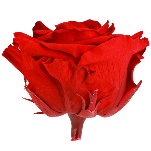 Floristik24 Véritables têtes de roses Infinity Roses Rouge Premium Ø8,5 cm 4 pcs