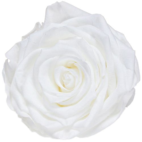 Véritables têtes de roses Infinity Roses Blanc Premium Ø8,5 cm 4 pcs