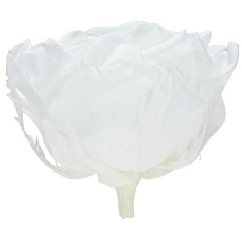 Article Véritables têtes de roses Infinity Roses Blanc Premium Ø8,5 cm 4 pcs