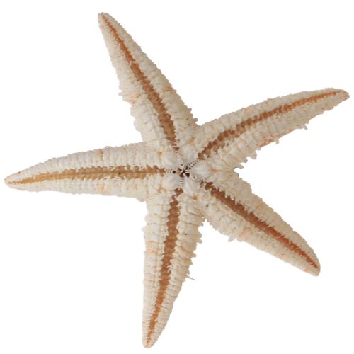 Article Véritable jeune étoile de mer décoration de table maritime 3,5-5 cm 100 pièces