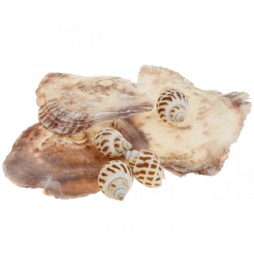 Floristik24 Véritables coquillages décoration coquilles d&#39;escargots, coquille nacre Capiz 400g