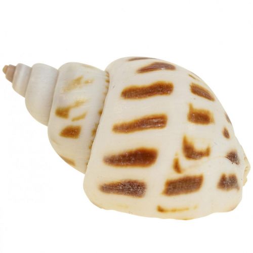 Décoration coquilles d&#39;escargots véritables coquillages, nacre de Capiz 400g