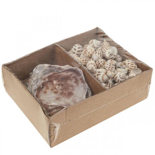 Article Véritables coquillages décoration coquilles d'escargots, coquille nacre Capiz 400g