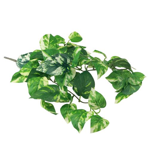 Floristik24 Plante de lierre Pothos lierre artificiel vrille dorée 50cm