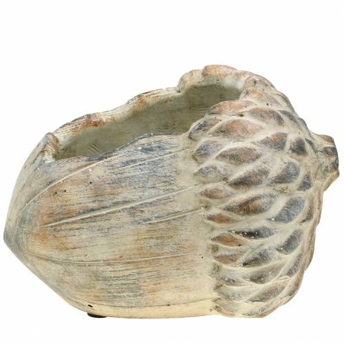Floristik24 Jardinière béton gland 21,5cm × 14cm H9,5cm
