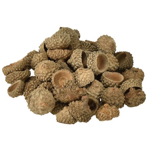 Floristik24 Glands décoratifs naturels pour l&#39;artisanat 1,5 cm 200 g
