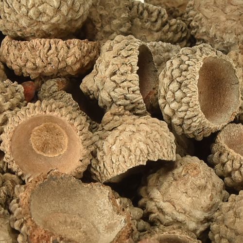 Article Glands décoratifs naturels pour l'artisanat 1,5 cm 200 g