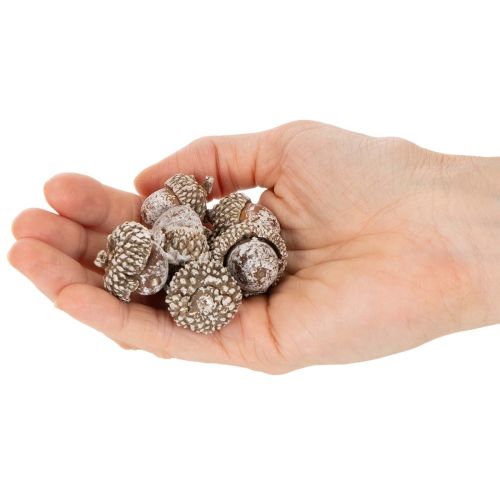 Glands, produit naturel de décoration, blanchis à la chaux, 1-3 cm, 300 g | Floristik24.be
