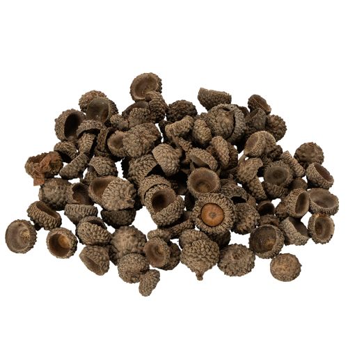 Coupes décoratives en forme de glands naturels, pour l'automne et l'Avent, 2 cm, 300 g acheter | Floristik24.be