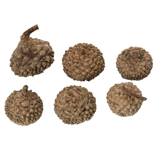 Coupes décoratives en forme de glands naturels, pour l'automne et l'Avent, 2 cm, 300 g | Floristik24.be