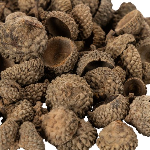 Coupes décoratives en forme de glands naturels, pour l'automne et l'Avent, 2 cm, 300 g | Floristik24.be