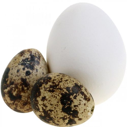 Floristik24 Mélange d&#39;œufs de décoration œufs de caille et œufs de poule Oeufs de Pâques soufflés