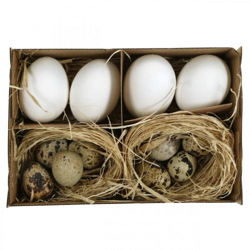 Floristik24 Mélange d&#39;œufs de décoration œufs de caille et œufs de poule Oeufs de Pâques soufflés