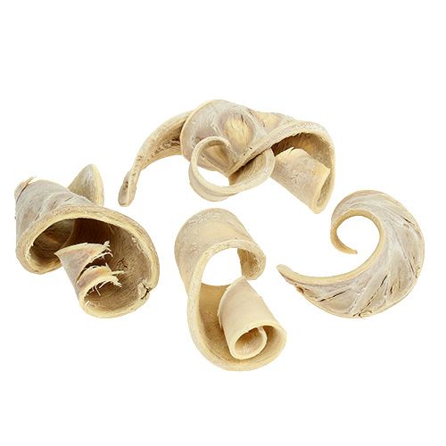 Floristik24 Oreille d&#39;éléphant blanchie 25pcs