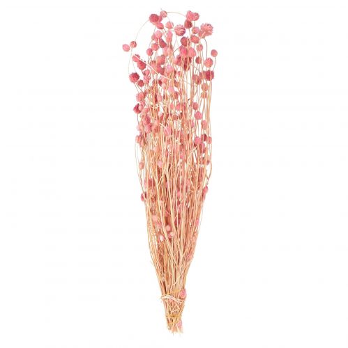 Floristik24 Décoration chardon fraise fleurs séchées vieux rose rose 50cm 100g