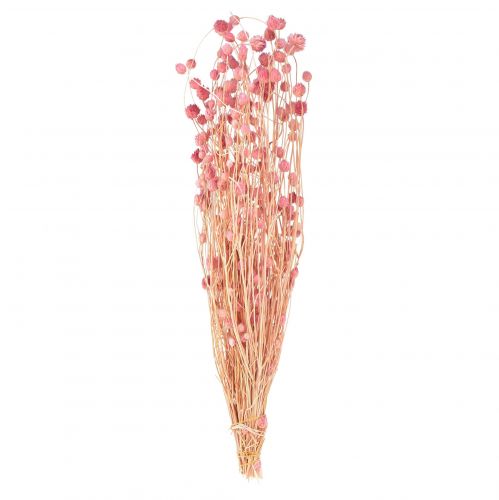 Décoration chardon fraise fleurs séchées vieux rose rose 50cm 100g