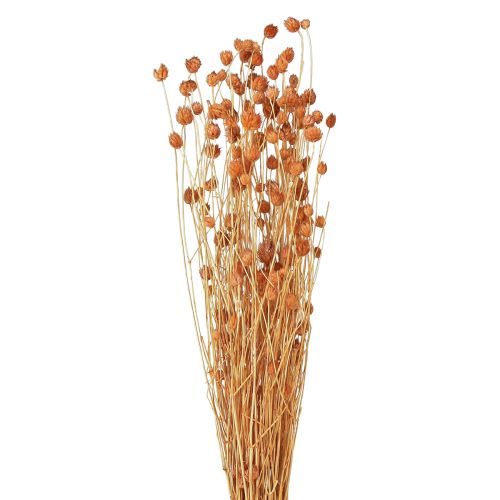 Article Chardon aux fraises fleurs séchées décoration chardon terre cuite 68cm 100g
