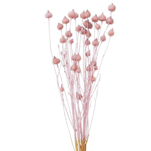 Article Chardon aux fraises Décoration de chardon séché rose clair 58 cm 100 g