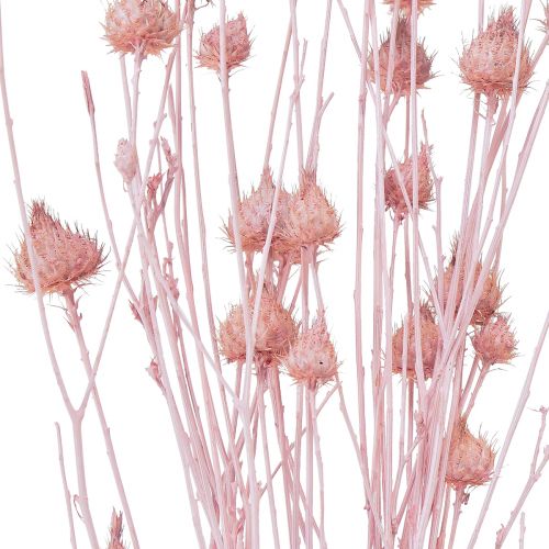 Article Chardon aux fraises Décoration de chardon séché rose clair 58 cm 100 g