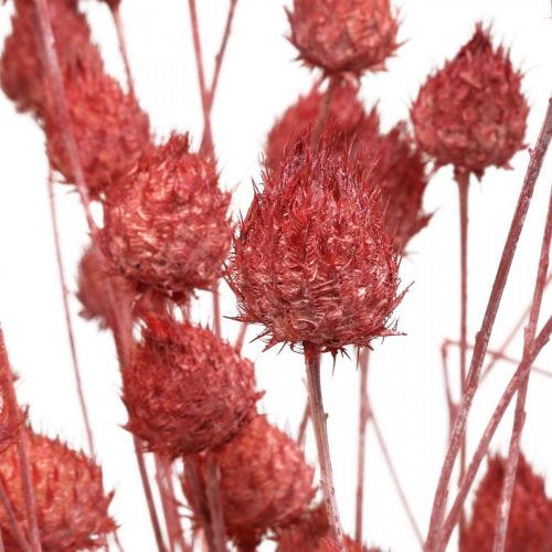 Fleurs Séchées Chardon Séché Fraise Chardon Rose Clair 100g