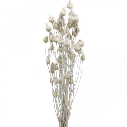 Floristik24 Fleurs Séchées Blanc Chardon Séché Fraise Chardon Coloré 100g