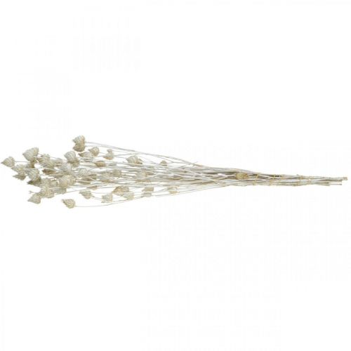 Article Fleurs Séchées Blanc Chardon Séché Fraise Chardon Coloré 100g