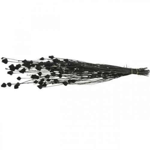 Article Fleurs séchées Chardon noir sec Fraise Chardon 100g