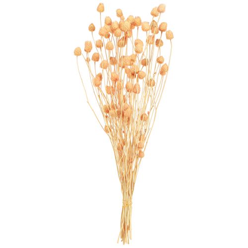 Chardons fraises décoration sèche chardons au saumon 55cm 100g