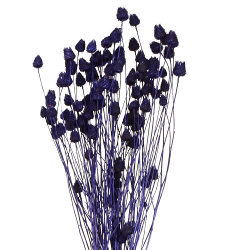 Article Chardons aux fraises Chardon sec Décoration de chardon Violet 44-58cm 100g
