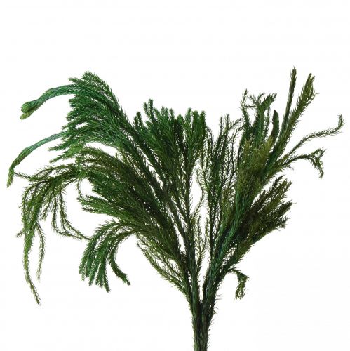 Erika mousse décorative vert mousse décoration naturelle séchée 20-35cm 400g