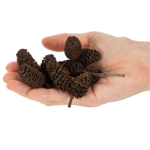 Cônes d'aulne naturels, en vrac, pour la décoration, 3 cm, 300 g, brun naturel. | Floristik24.be