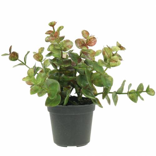 Floristik24 Eucalyptus en pot H15cm