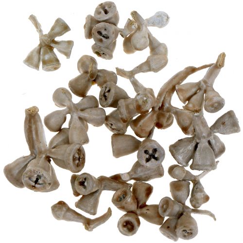 Fruits d&#39;eucalyptus cirés gris-brun 250g
