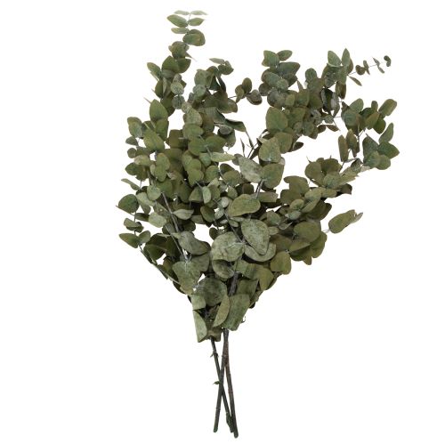 Floristik24 Branches et feuilles décoratives d'eucalyptus séchées et stabilisées, rondes, 150 g