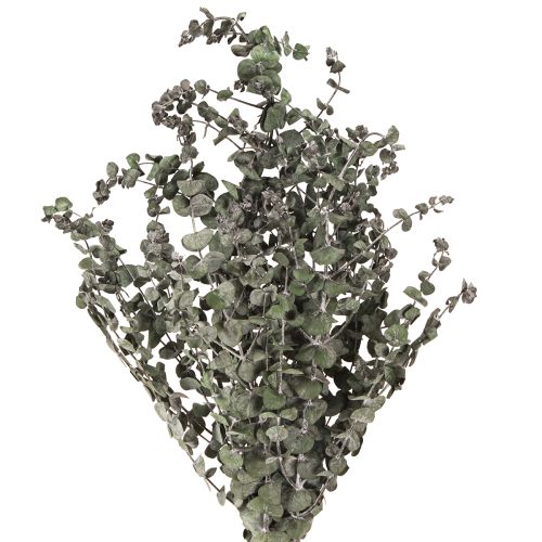 Floristik24 Branches d&#39;eucalyptus préservées, feuilles rondes vertes, 150 g