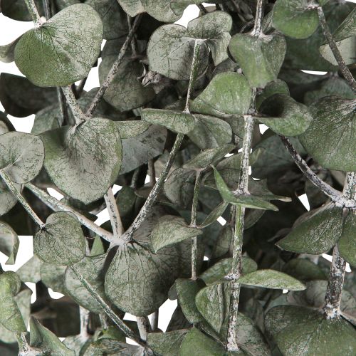 Article Branches d'eucalyptus préservées, feuilles rondes vertes, 150 g