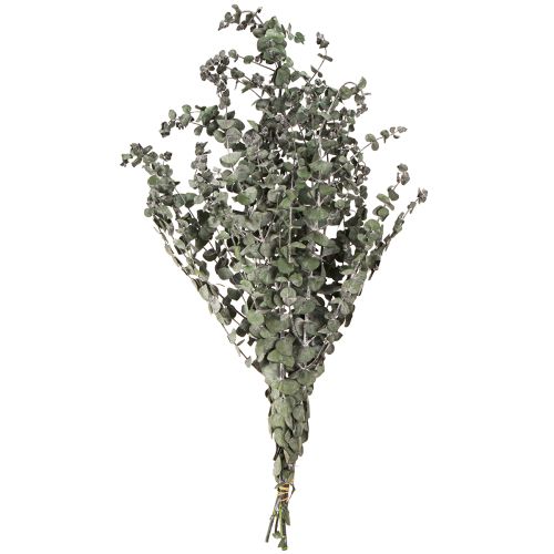 Article Branches d'eucalyptus préservées, feuilles rondes vertes, 150 g