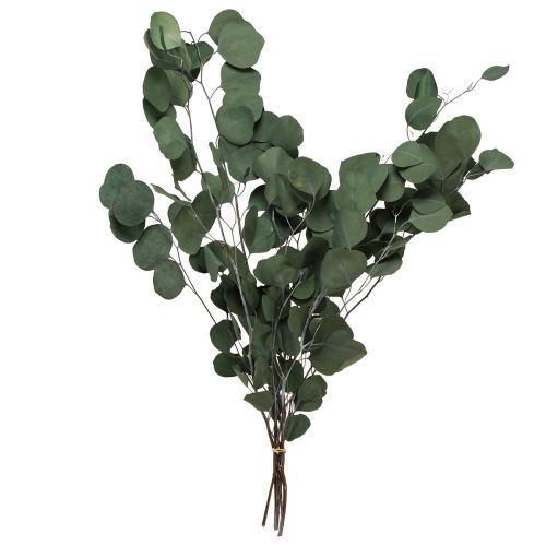 Floristik24 Branches d'eucalyptus branches décoratives vertes stabilisées 70-80cm 110g