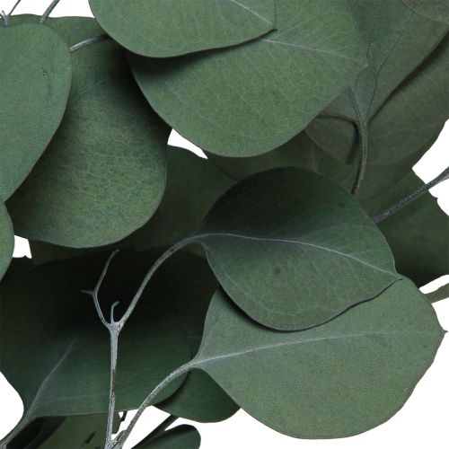 Floristik24 Branches d'eucalyptus branches décoratives vertes stabilisées 70-80cm 110g