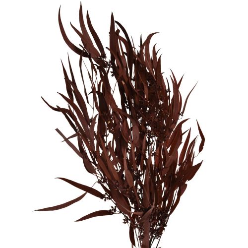 Floristik24 Branches d&#39;eucalyptus préservées Rouge, marron 56 cm 135 g
