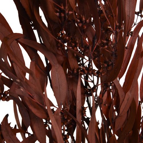 Article Branches d'eucalyptus préservées Rouge, marron 56 cm 135 g