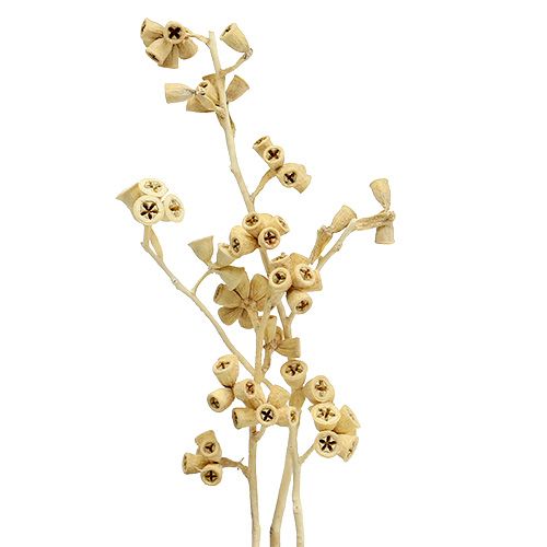 Article Branche d&#39;eucalyptus blanchie 25pcs