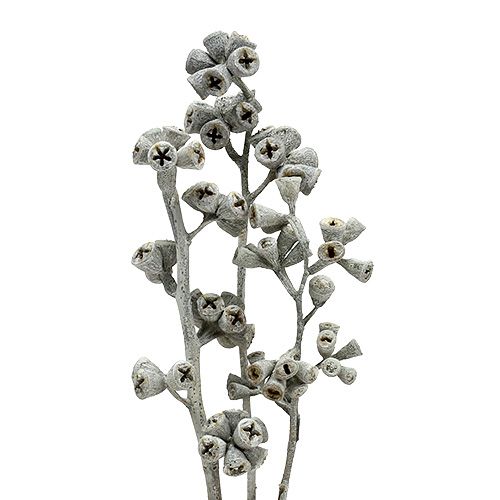 Floristik24 Branches d'eucalyptus naturelles exotiques blanchies 25pcs