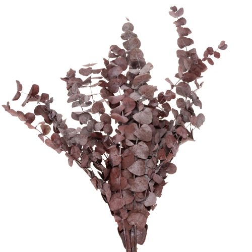 Floristik24 Branches d'eucalyptus, eucalyptus stabilisé, fleurs séchées, rouge, 75 cm, 150 g