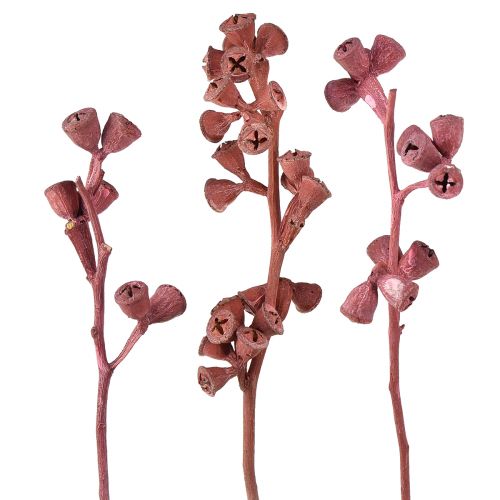 Branches d&#39;eucalyptus rouge givré décoration naturelle exotique 25pcs