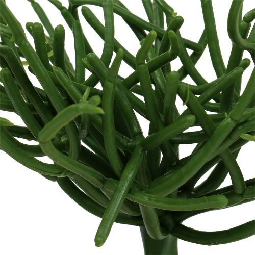 Floristik24 Pic Euphorbia vert 19cm 4pcs